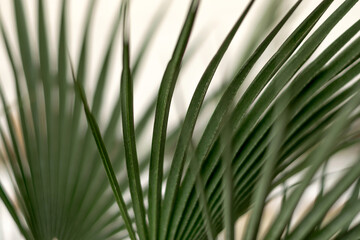 Green palm leaves close-up.Natural background.Urban jungle concept.Biophilic design.Selective focus with shallow depth of field.