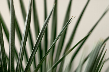 Green palm leaves close-up.Natural background.Urban jungle concept.Biophilic design.Selective focus with shallow depth of field.