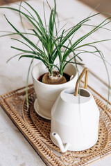 A houseplant in a white pot and a white watering pot on a white wooden table.Home gardening,urban jungle,biophilic design.Selective focus.