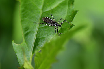 シマサシガメ（埼玉県/6月）