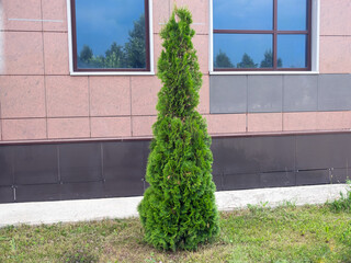 A thuja tree grows near a residential building.