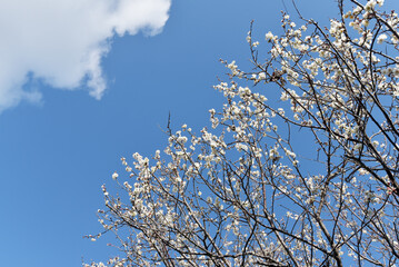 白い雲と梅の花