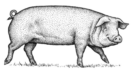 black and white engrave isolated pig illustration