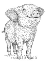 black and white engrave isolated pig illustration