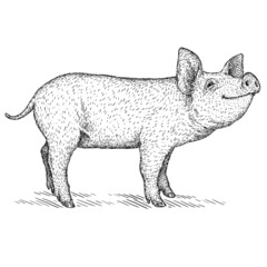 black and white engrave isolated pig illustration