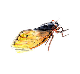 Australian insects. Watercolor sketch.