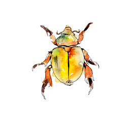 Australian insects. Watercolor sketch.