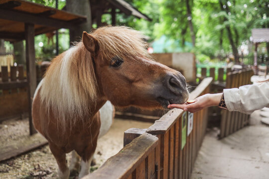 A woman feeds a horse from her hands at the zoo. Help Animals