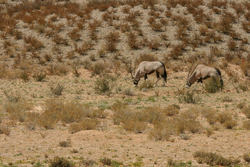 Gemsbok in the Kgalagadi, South Africa