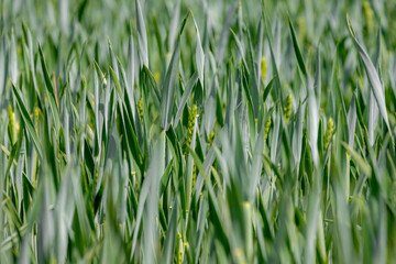 Selective focus of grain on the field, Triticum aestivum common bread wheat, Young ears of green rye in the farm in spring, Agriculture industry in countryside, Nature pattern background.