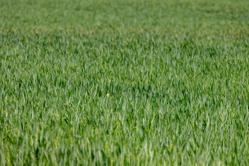 Selective focus of grain on the field, Triticum aestivum common bread wheat, Young ears of green rye in the farm in spring, Agriculture industry in countryside, Nature pattern background.