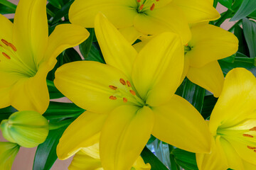 Selective focus of a large prominent flowers, Yellow white Lily with green leaves, Lilium (Lilies) is a genus of herbaceous flowering plants growing from bulbs, Nature floral background.