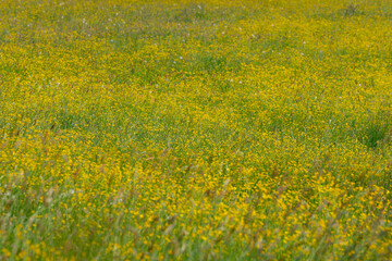 Selective focus of yellow buttercups and wild flowers on green meadow during spring season, Ranunculus is a large genus of flowering plants in the family Ranunculaceae, Spearworts and water crowfoots.