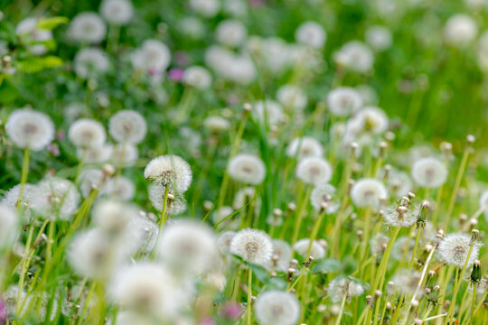 Soft and selective focus of white fluffy flowers dandelion with green meadow as background, Taraxacum erythrospermum or common name red-seeded dandelion on the filed, Nature floral pattern background.
