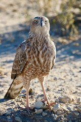 Young Pale Chanting Goshawk in the Kgalagadi, South Africa