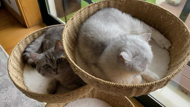 Beautiful Cats Breed Scottish Chinchilla Straight relaxing on their beds