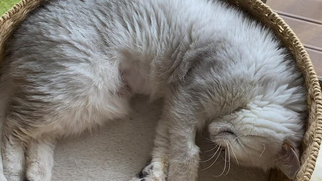 Persian Silver Chinchilla Is Lying On her Bed And Slowly Closes Its