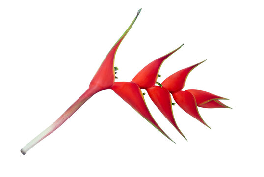 Red heliconia flower, isolated on white background