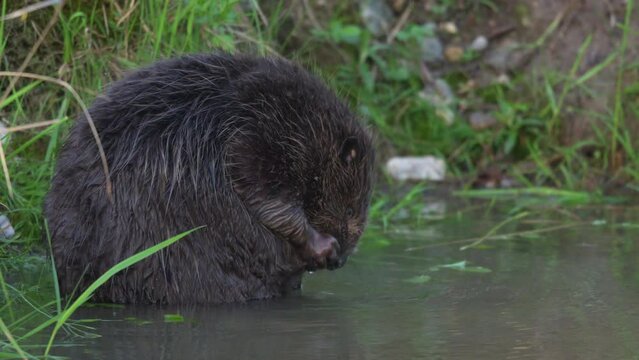 A Eurasian beaver cleaning in the morning