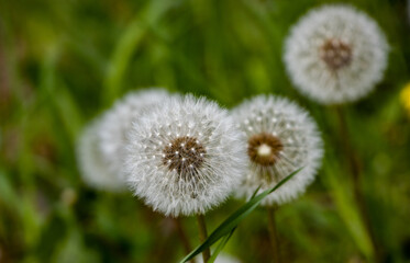 dandelion