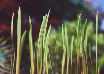 close up of bulbs growing in sun