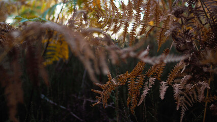 Feuilles de fougère aux teintes orangées, en période de fin d'été, dans la forêt des Landes de Gascogne