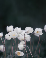 Naklejka na ściany i meble Small white flowers beautiful bokeh background