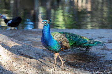 Obraz premium Nice Peacock walking with its beautiful and colorful plumage through the park