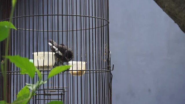 two birds chirping in a brown cage