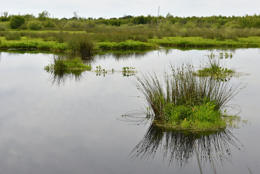 Das Offenb&uuml;ttler Moor