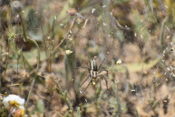 spider in his web