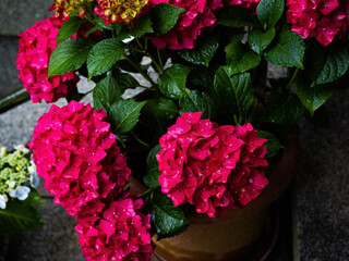 pink hydrangea flowers