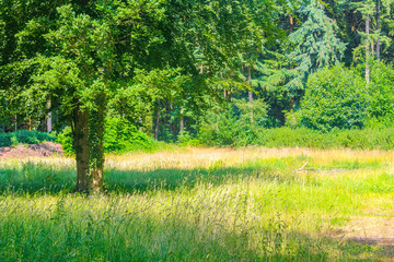 Obraz premium Natural panorama view with pathway green plants trees forest Germany.