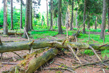 Natural panorama view with pathway green plants trees forest Germany.