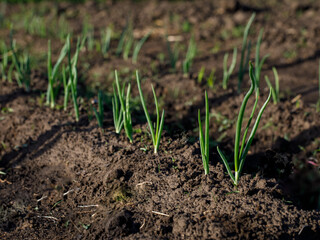 Close up of rows of sown onions plants growing in the soil. It's a sunny day in the summer season. Organic vegetable concept