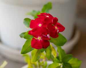 Bright red Vincas in the garden
