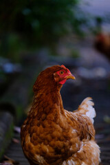 Close up photo of chicken head