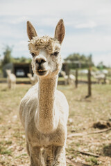 alpaca on natural background, llama on a farm, domesticated wild animal cute and funny with curly hair used for wool. High quality photo