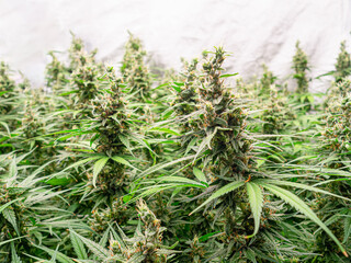 Legal cannabis plants. Mature cannabis plants are ready for harvest in a greenhouse