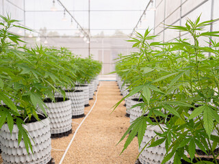 Commercial cannabis business. Large indoor marijuana commercial growing operation in the greenhouse