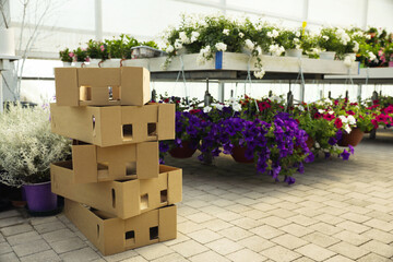 Stack of cardboard boxes and beautiful blooming plants in garden center - obrazy, fototapety, plakaty