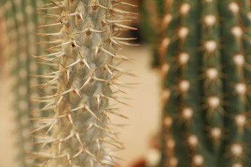 Closeup view of beautiful cactus on blurred background. Space for text