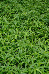 雨上がりの鮮やかな色の笹