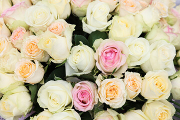 Many beautiful roses as background, top view