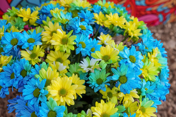 Beautiful chrysanthemum plant with yellow and light blue flowers as background, closeup