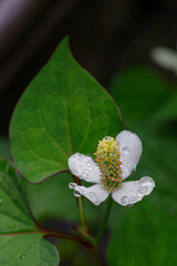 ドクダミの花に水玉が付いた雨上がりの風景