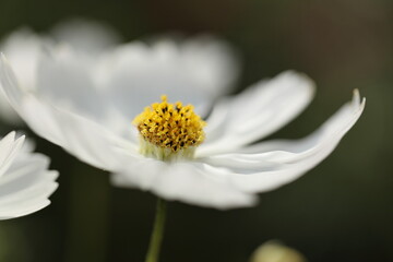 macro of a flower