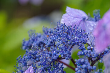 雨に濡れたガクアジサイ