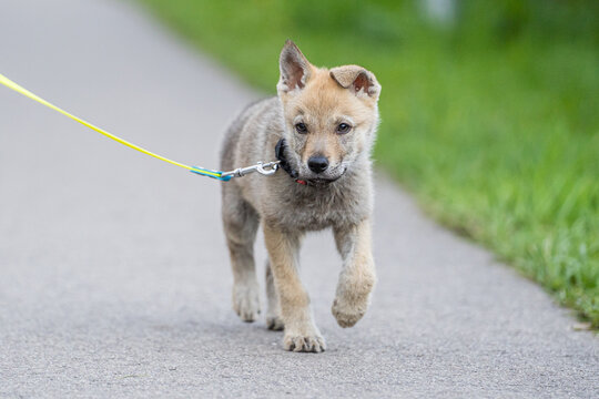 Adorable young dog puppy. Czechoslovakian wolfdog playing. Little wolf dog