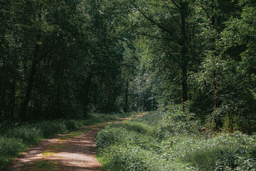 path in the woods
